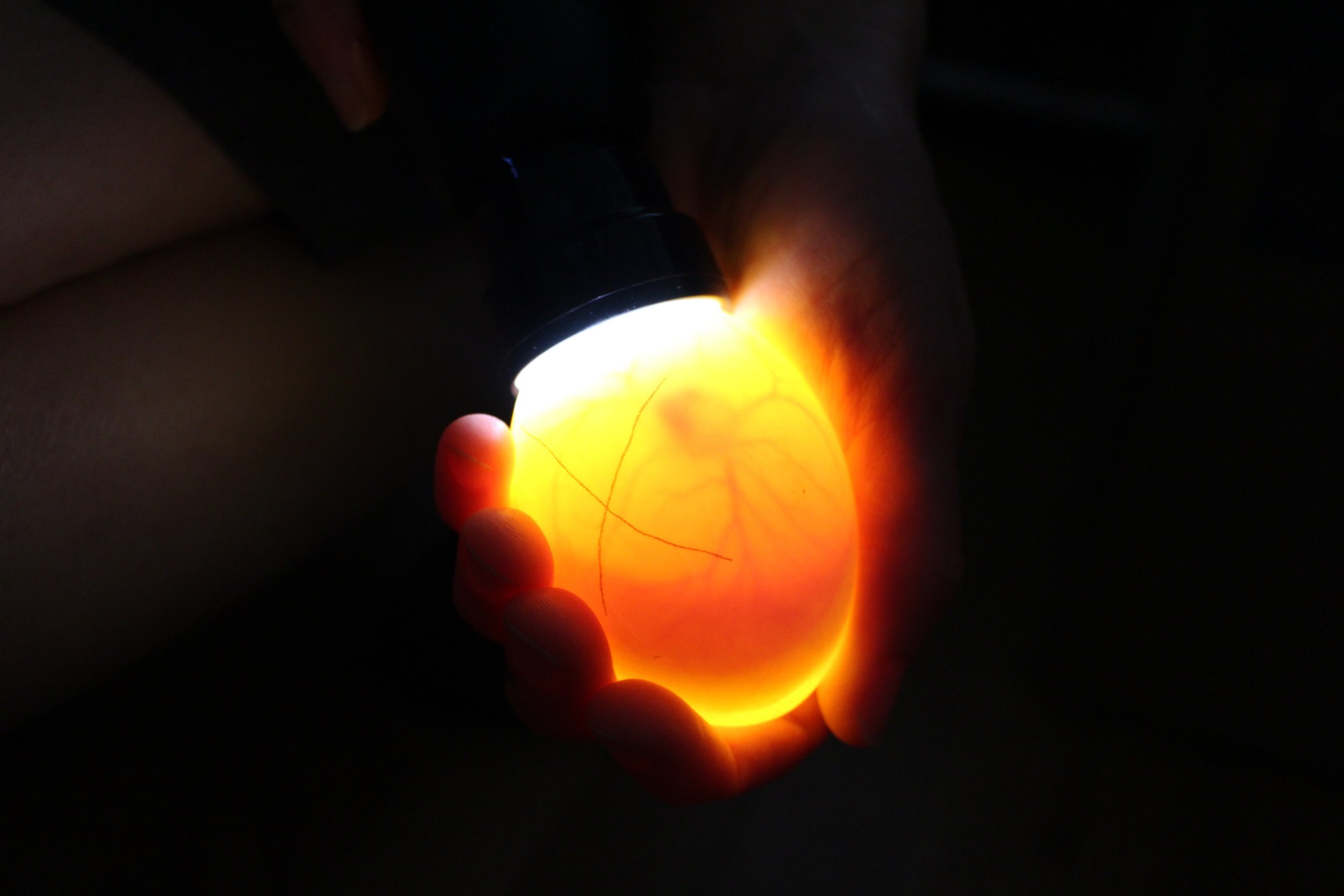 6/7s teachers show students how to candle eggs, and gives us a better idea of how the duckling is developing.