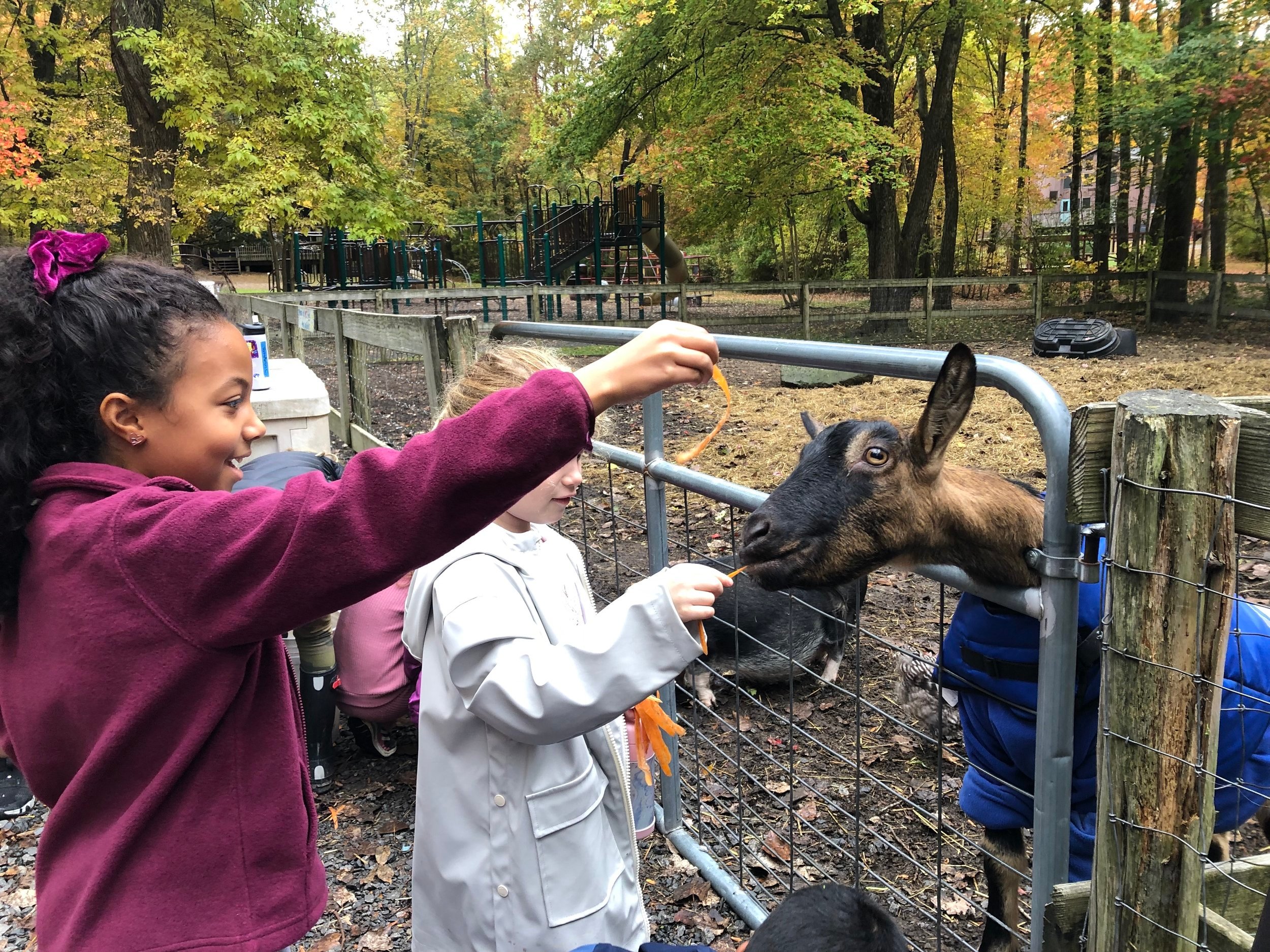 Corlears students making animal friends at camp