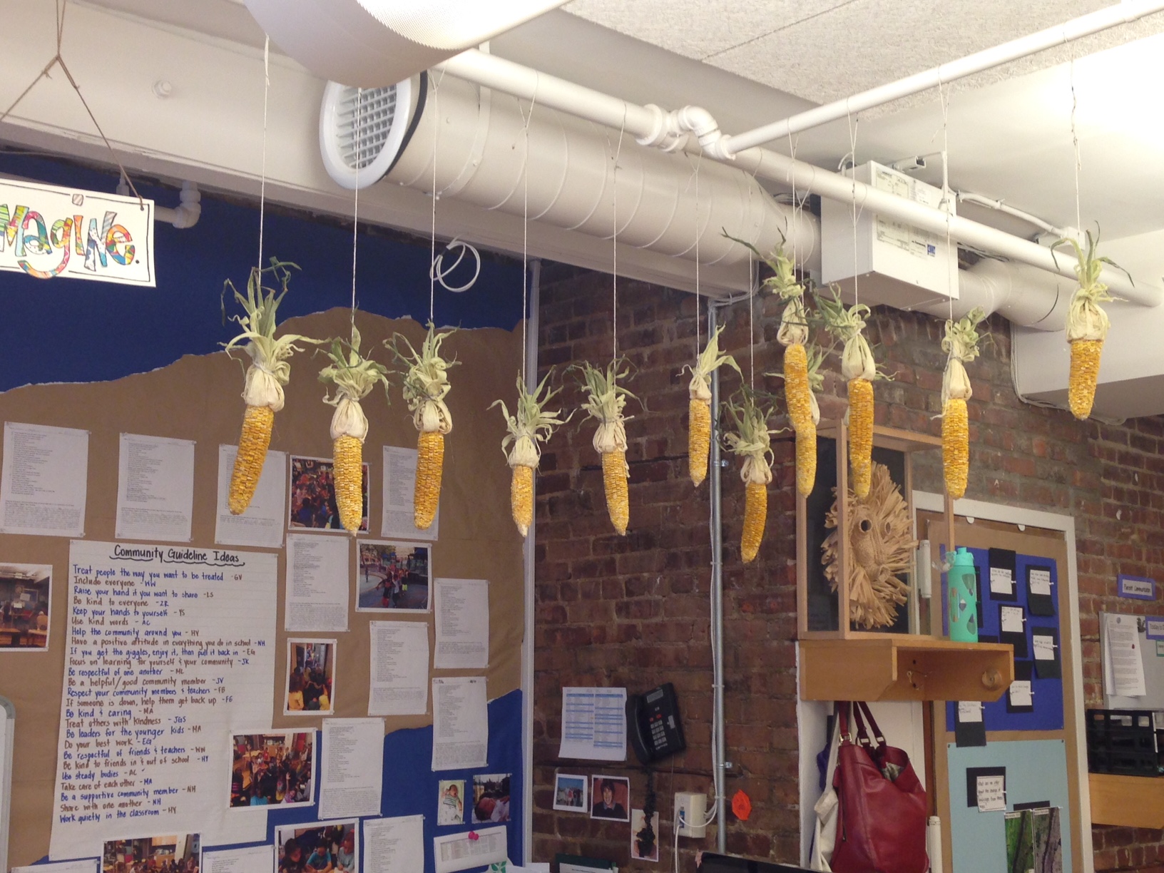 Ears of corn hang from the ceiling in a Corlears classroom